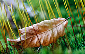 Fallen beech leaf in autumn