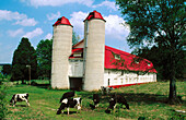 Cattle grazing in pasture on diary farm wirh red barn. Iowa. USA