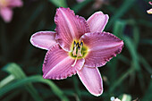 Day-lily (Hemerocallis sp.)