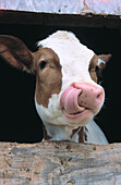 Holstein cow