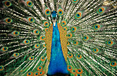 Peacock (Pavo cristatus), male