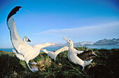 Wandering Albatross (Diomedea exulans). South Georgia