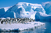 Adelie Penguins (Pygoscelis adeliae). Antarctica
