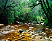 Oparara River. Kahuragi National Park. New Zealand