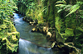 Te Whaiti-Nui-a-toi Canyon. Whirinaki Forest. New Zealand