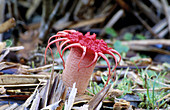 Stink Hom fungus (Aserae rubra), Arahura Valley, West Coast, New Zealand