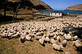 Sheep mustered for shearing. Flea Bay. Banks Peninsula walkaway. Canterbury. New Zealand