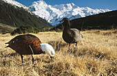 Paradise shelducks (Tadorna variegata), female on left. Mount Cook National Park. New Zealand