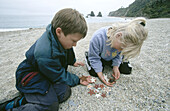 Collecting starfish on Murphy s beach.
