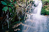 Icicles form in a stream. Ruahine ecological district. North Island. New Zealand