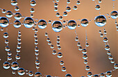 Rain drops on spider web