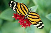 Butterfly (Heliconius numata) on flowers
