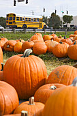 Pumkin sale in the street