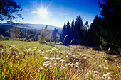 Landschaft bei Breitnau, Schwarzwald, Baden-Württemberg, Deutschland