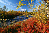Shrubs and plants along the river, Finnish part of Lapland, Finland