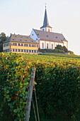 View over vineyard to St. Peter und Paul church, Hochheim, Rheingau, Hesse, Germany