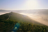 Morning mist over vineyard Scharzhofberg, Wiltingen, Saar, Rhineland-Palatinate, Germany