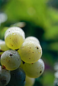 Riesling grapes, Scharzhofberg, Wiltingen, Saar, Rhineland-Palatinate, Germany