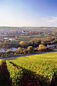 Weinberg Escherndorfer Lump, Escherndorf, Franken, Bayern, Deutschland