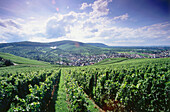 Vineyard Stettener Pulvermacher, Kernen im Remstal, Baden-Wurttemberg, Germany