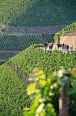 Vineyard Dernauer Pfarrwingert, Dernau, Rhineland-Palatinate, Germany