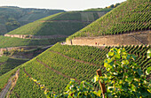 Vineyard Dernauer Pfarrwingert, Dernau, Ahr, Rhineland-Palatinate, Germany