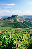 View to castle ruin Weibertreu on vineyard, Weinsberg, Baden-Wurttemberg, Germany