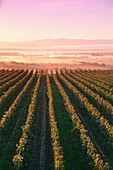 Vineyard in sunrise near Ihringen, Baden-Wurttemberg, Germany