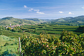 Terassenweinbau bei Oberrotweil, Baden-Württemberg, Deutschland