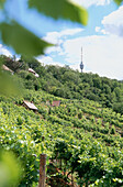 Vineyards at Weinsteige, Stuttgart, Baden-Wurttemberg, Germany
