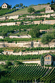 Vineyard Edelacker, Freyburg, Saxony-Anhalt, Germany