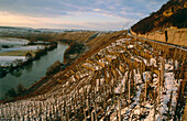 Weinberg Hessigheimer Felsengärten im Winter, Hessigheim, Baden-Württemberg, Deutschland