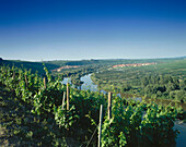 Vineyard with view to Escherndorf and Nordheim, Franconia, Bavaria, Germany