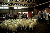 Sheep at an auction, Sutherland, Scottish Highlands, Scotland, Great Britain