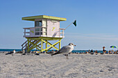 Möwen vor Rettungsschwimmerstation am Strand im Sonnenlicht, South Beach, Miami Beach, Florida, USA
