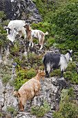 Cephalonia, goats standing on a rocky slope, Ionian Islands, Greece