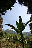 Blick auf Bananenpflanze vor einem Berg, Codillera Central, Puerto Rico, Karibik, Amerika