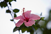 Close up of a pink Hibiscus flower in the rainforest, Combo Island, near Belem, Para, Brazil, South America