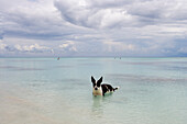 Hund badet in Lagune, Fakarava, Tuamotu Inseln, Französisch Polynesien, Südsee