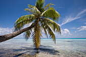 Coconut tree and sailing Cruiseship Star Flyer (Star Clippers Cruises) in the distance, Rangiroa Atoll, Avatoru, Rangiroa, The Tuamotus, French Polynesia