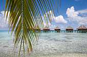 Palme und Overwater Bungalows vom Hotel Kia Ora, Avatoru, Rangiroa, Tuamotu Inseln, Französisch Polynesien, Südsee