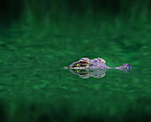 American crocodile in a swamp, Everglades, Florida, USA