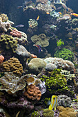 Coral reef with fishes at the Reef HQ aquarium, Townsville, Queensland, Australia