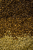 Blick auf Kaffeebohnen unterschiedlicher Röstung, Kaffeeplantage, Langila, Hochland, Papua Neuguinea, Ozeanien