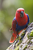 Female parrot on tree trunk, Papua New Guinea, Oceania