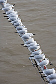 Seagulls on Eiserner Steg Bridge over Main River, Frankfurt, Hesse, Germany