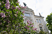 Fliederbaum blüht vor einer alten Villa in der Schackstrasse, Maxvorstdt, München, Bayern, Deutschland