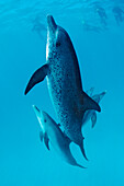 Atlantischer Fleckendelfin, Zuegeldelfin, Stenella frontalis, Bahamas, Atlantischer Ozean