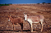 Wild donkeys, Netherlands Antilles, Bonaire, Bonaire