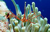 Spider hermit crab, Stenorhynchus seticornis, Netherlands Antilles, Bonaire, Caribbean Sea